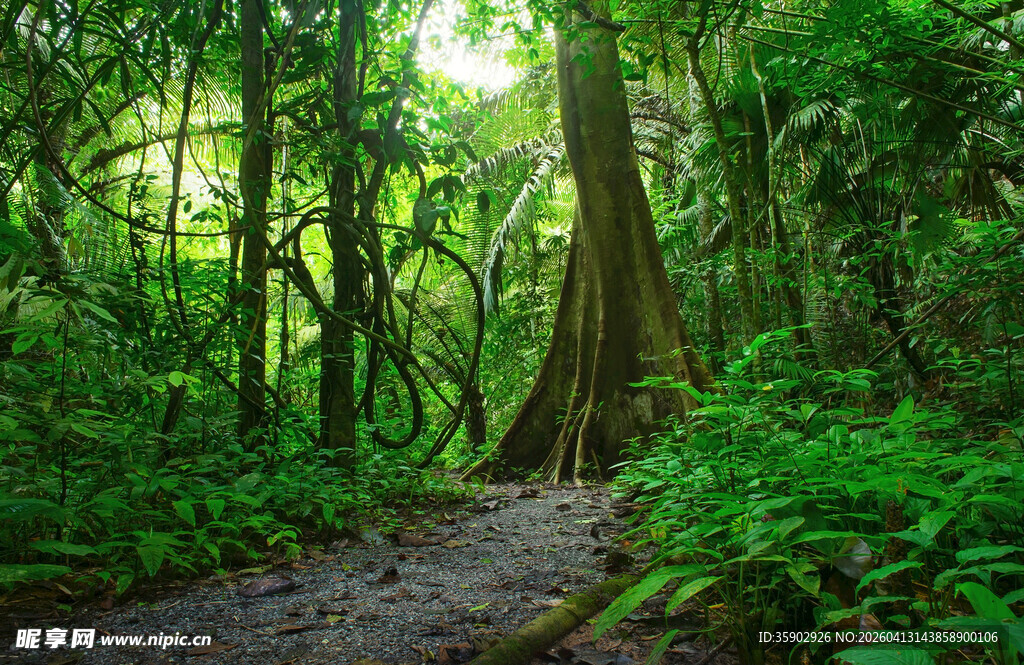 茂密森林中的绿色幽径