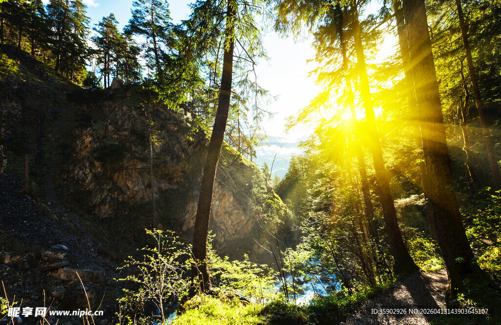 阳光穿透森林的美丽景象