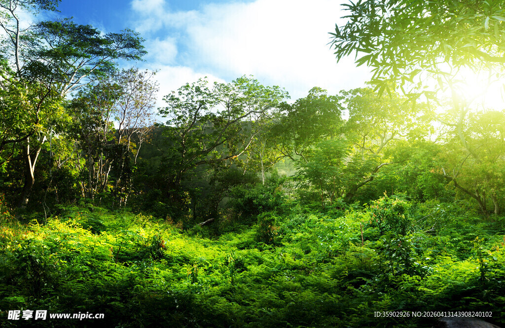 阳光照耀下的翠绿森林