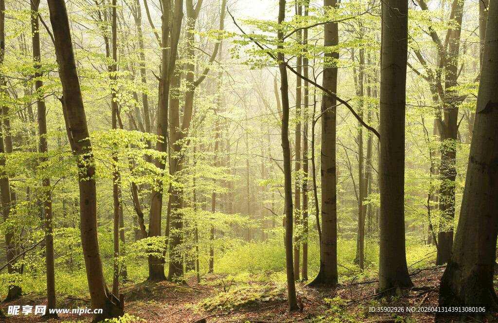 春日林间迷雾景色