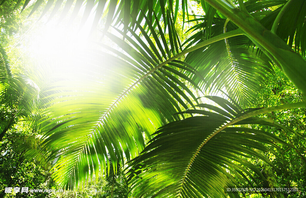 阳光洒落的热带绿植景观