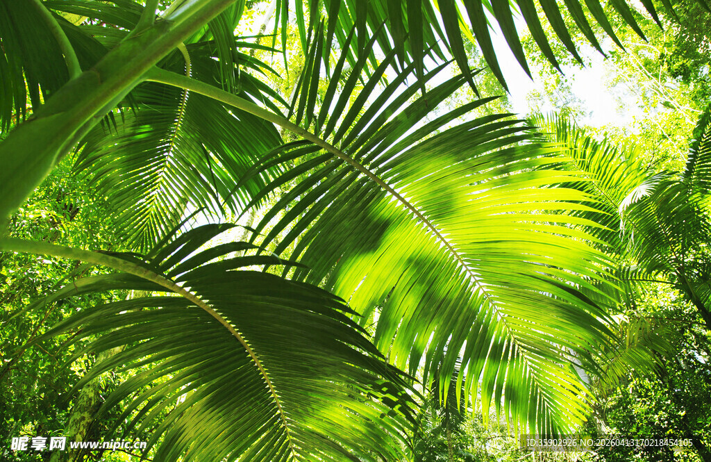 翠绿繁茂的热带植物景观