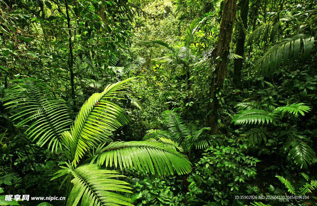 茂密丛林中的绿色蕨类植物