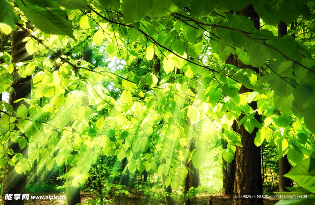 阳光透过绿叶的林间美景