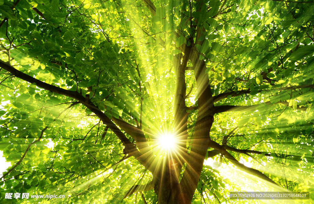 阳光穿透茂密树冠景象