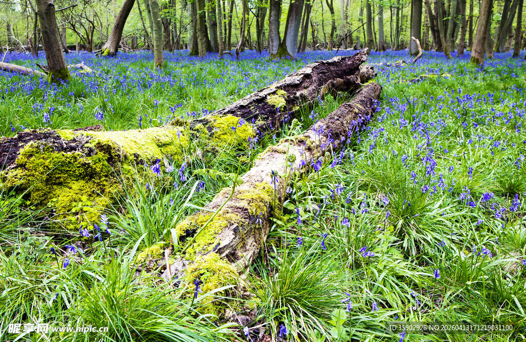 林间蓝花覆苔藓枯木