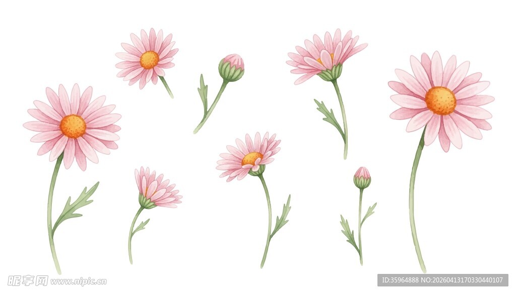 粉色雏菊素材