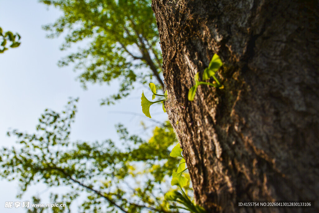 树干旁的翠绿枝叶