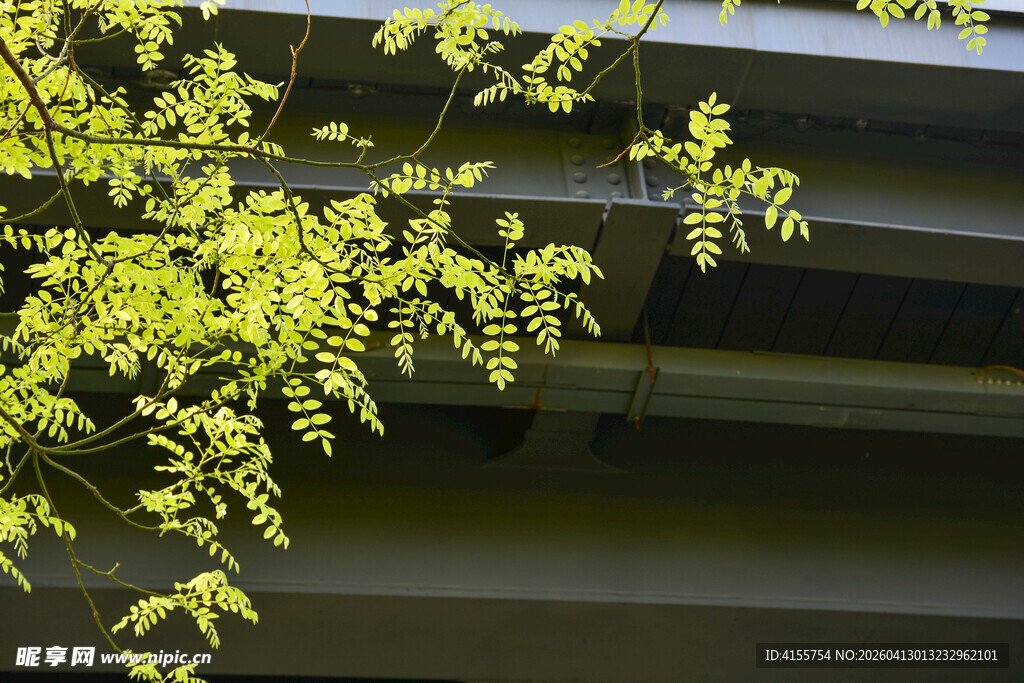 绿叶悬于建筑旁