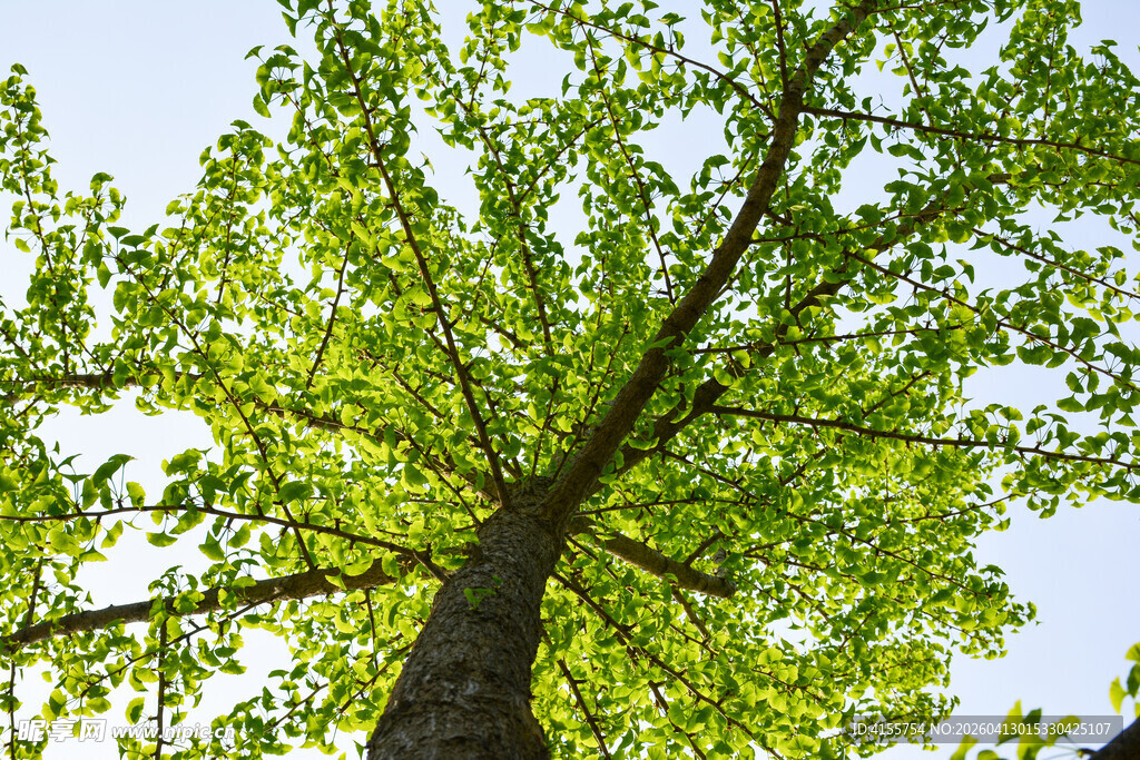 仰视葱郁大树