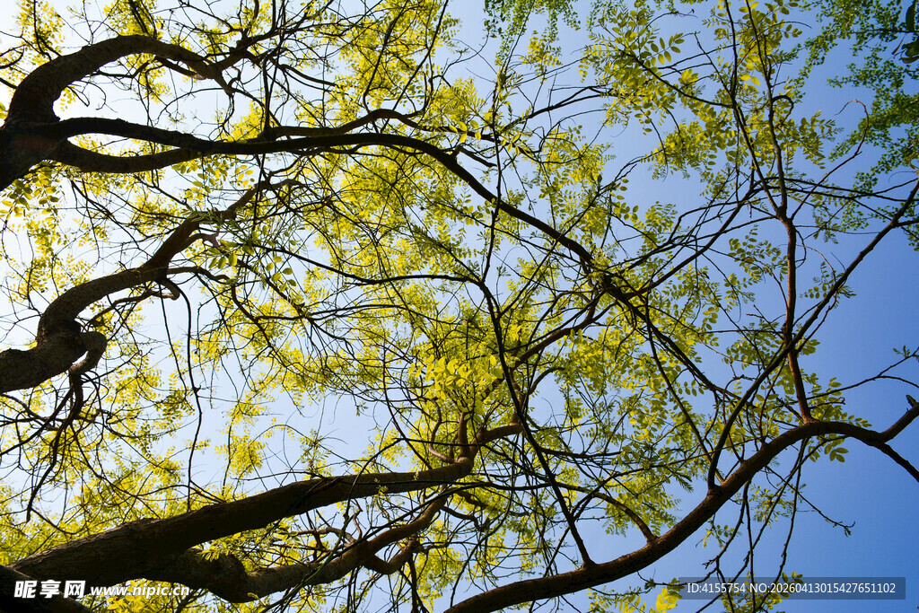 蓝天映衬下的繁茂树枝