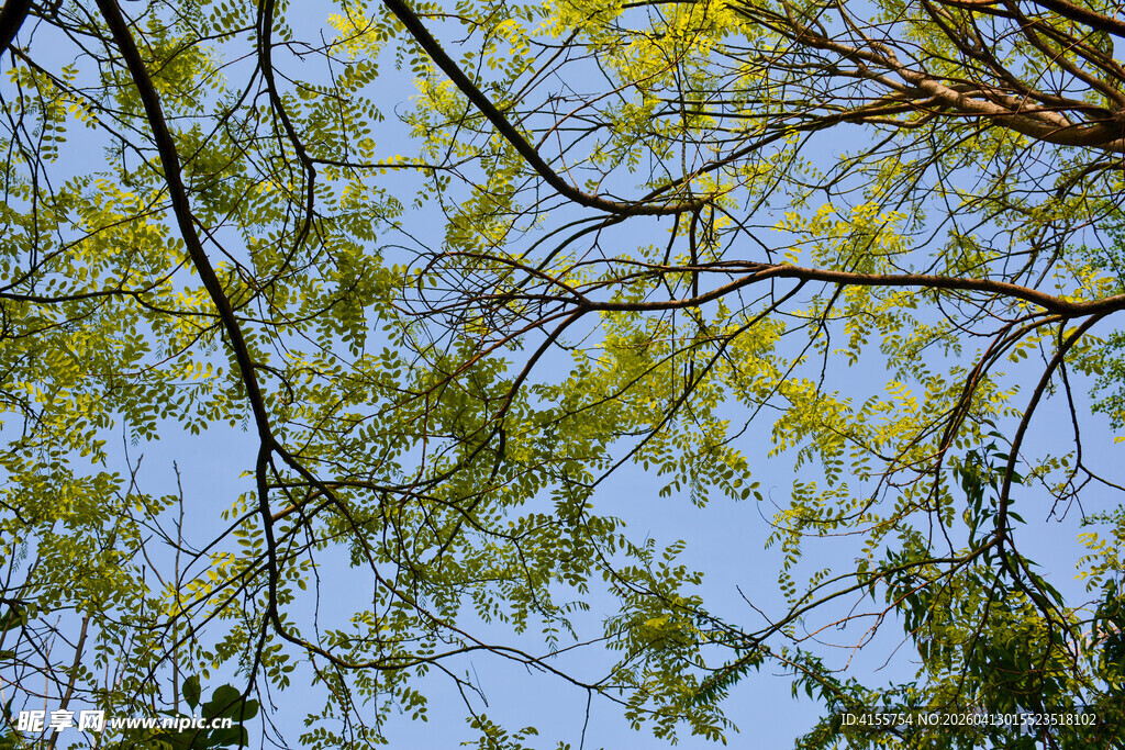 仰观枝叶繁茂树的景致