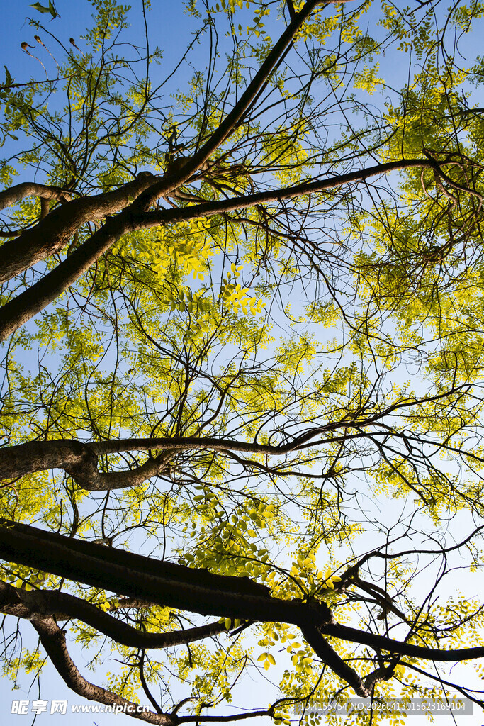 蓝天映衬下的繁茂树枝