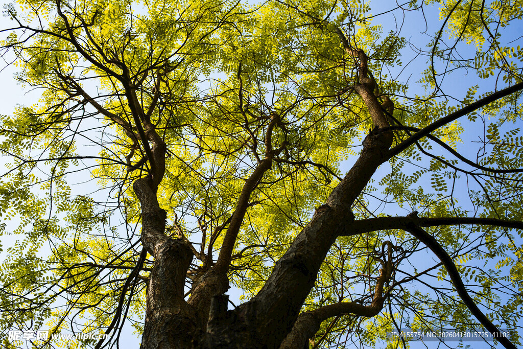 仰视繁茂绿树与蓝天