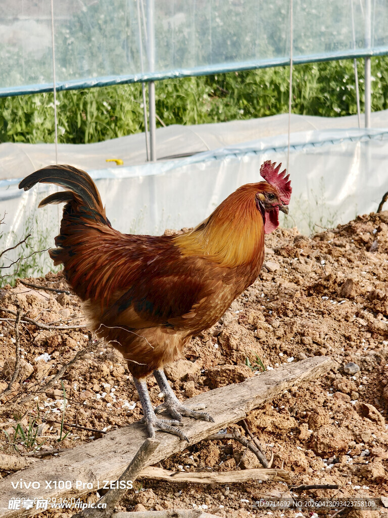 庭院中漫步的红棕色公鸡