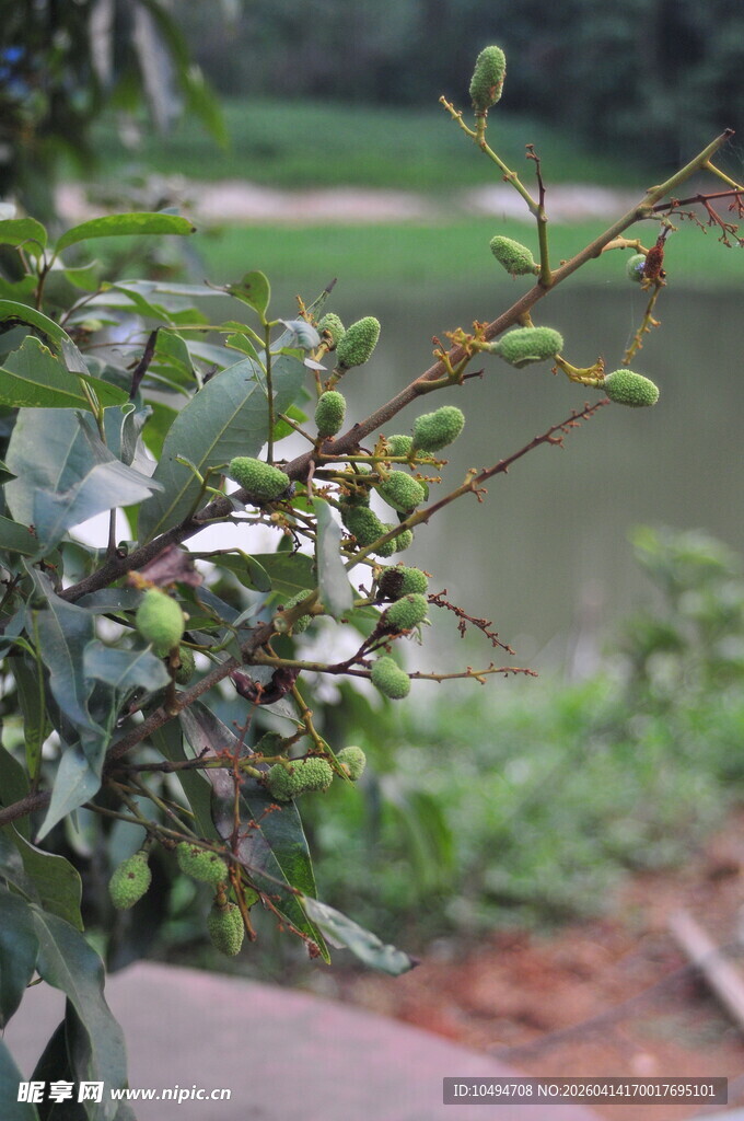 荔枝树绿叶繁茂的植物近景