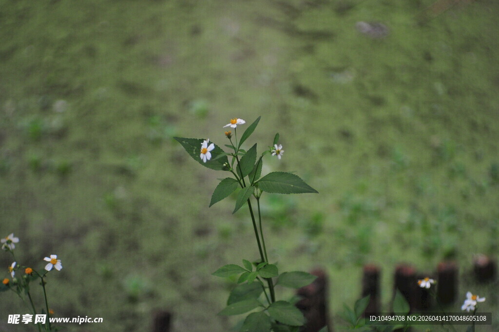 杂草绿叶上的精致小花