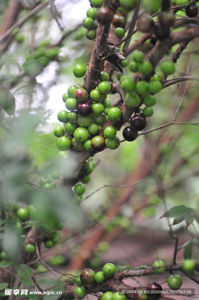 嘉宝果枝头青果
