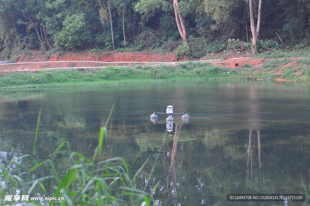 清澈鱼塘水草自然景致