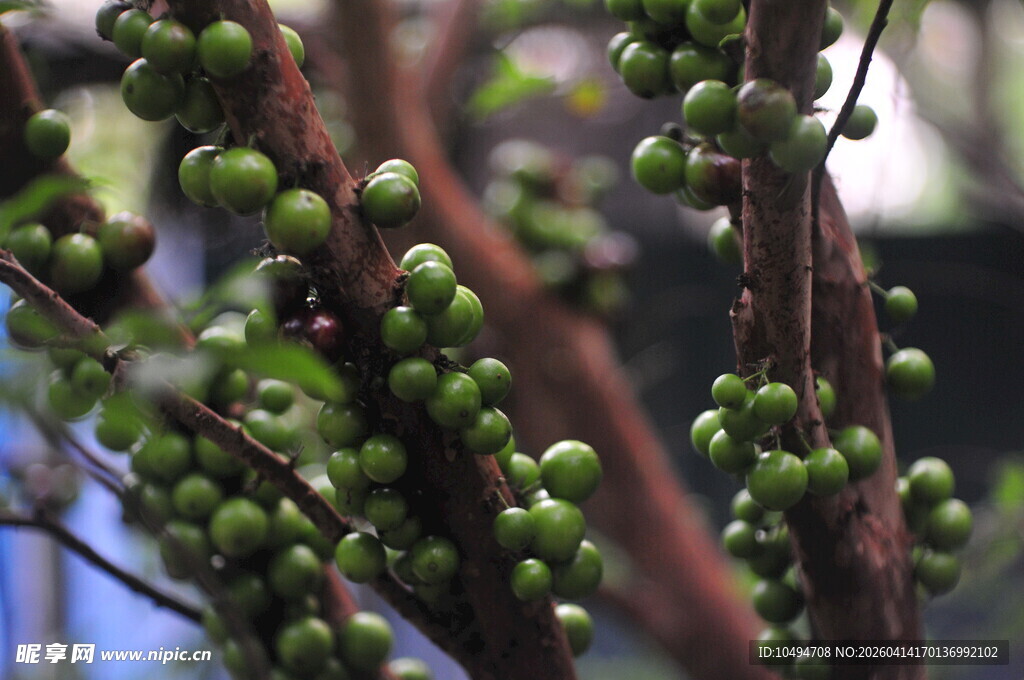 枝头嫩绿嘉宝果果实待成熟