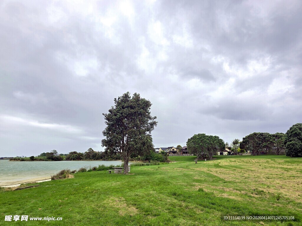 海滨草地孤树风景图