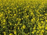 油菜花