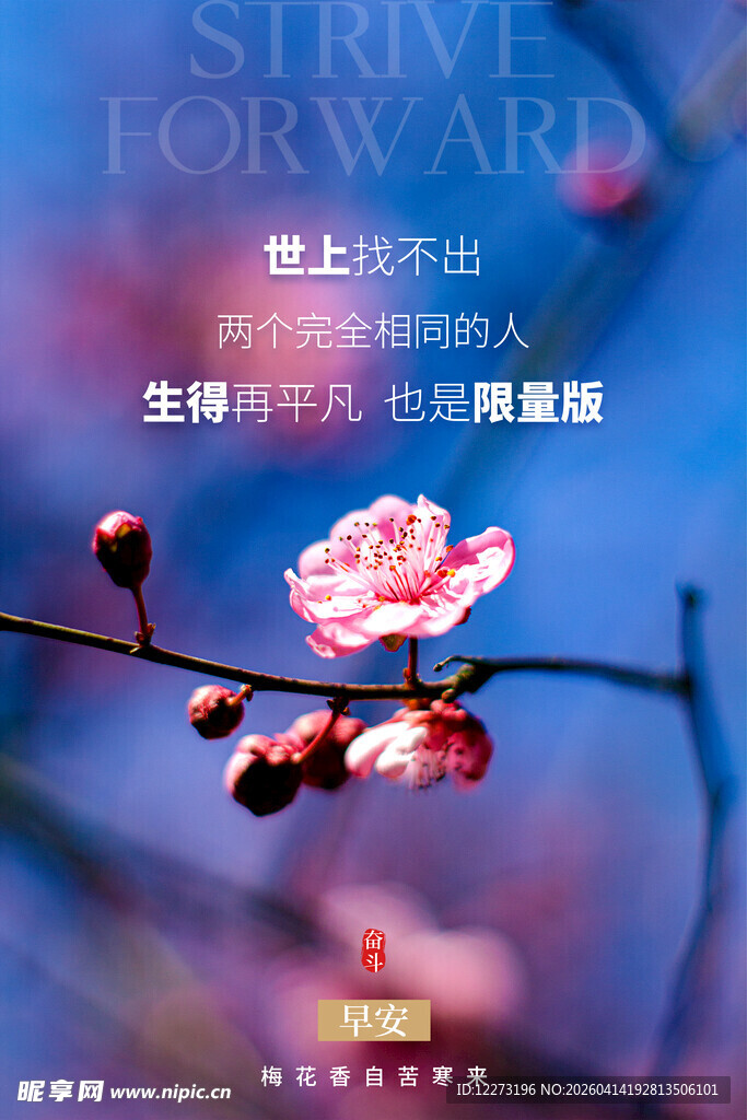 绽放梅花 