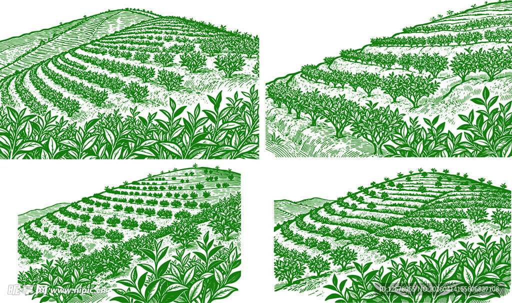 梯田景观 绿意盎然的田园 茶田