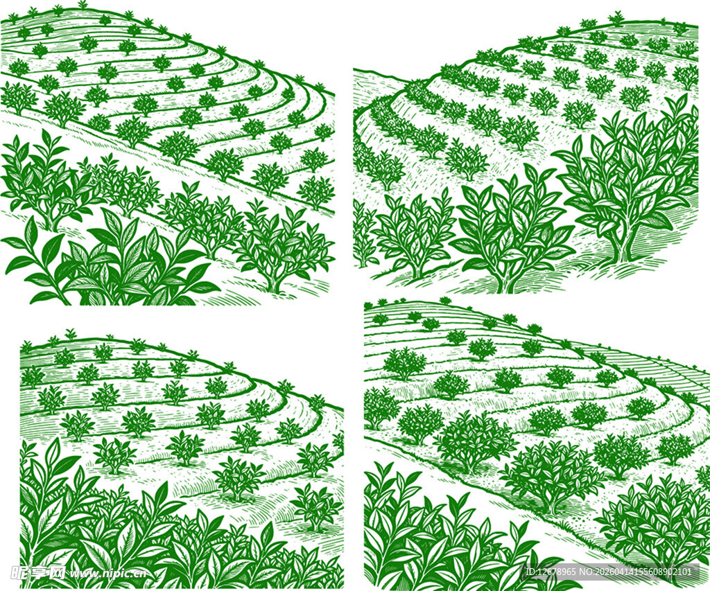 茶田矢量装饰花纹