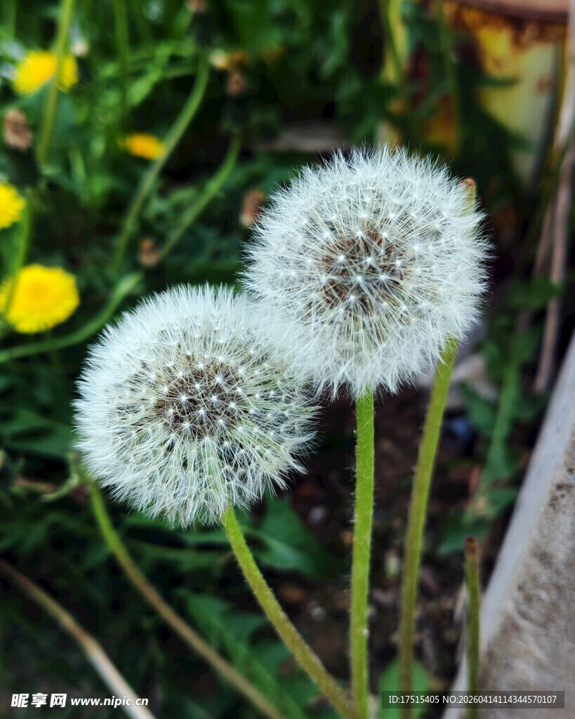 蒲公英