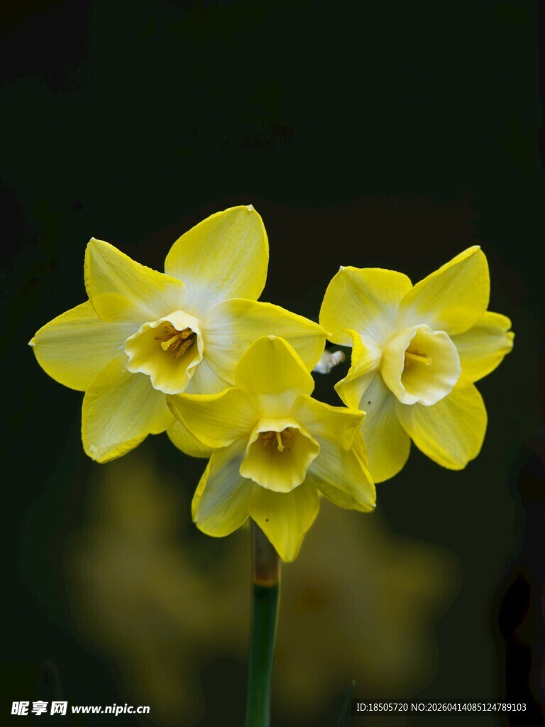 三朵绽放的黄色水仙花