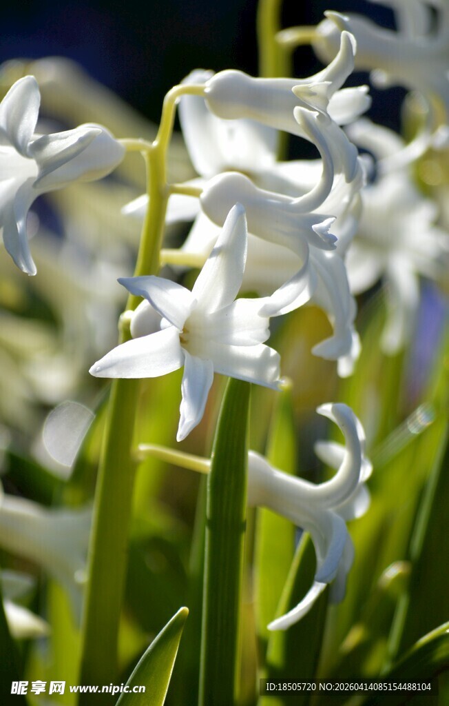 优雅绽放的白色风信子