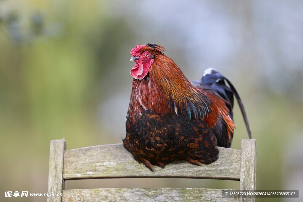 木椅上的艳丽公鸡