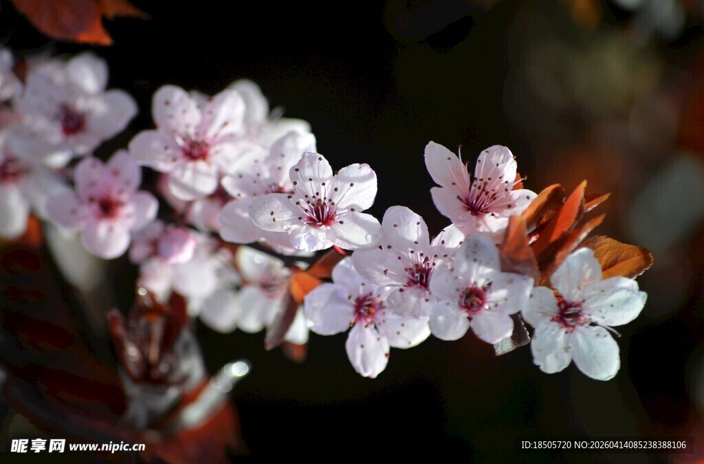 娇艳樱花绽放枝头