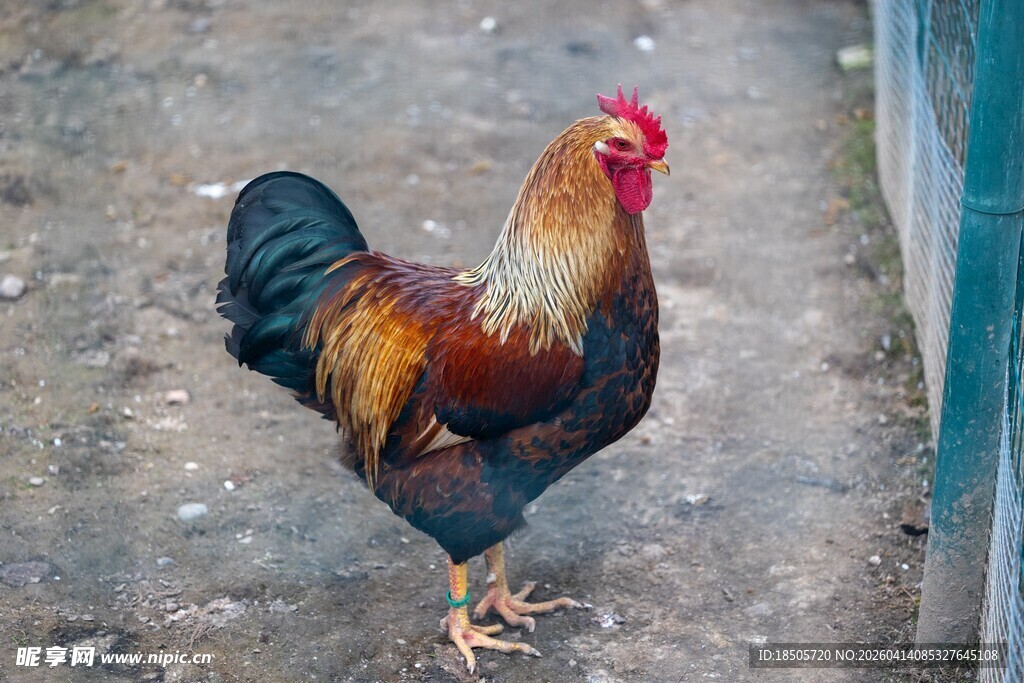 昂首挺立的美丽大公鸡