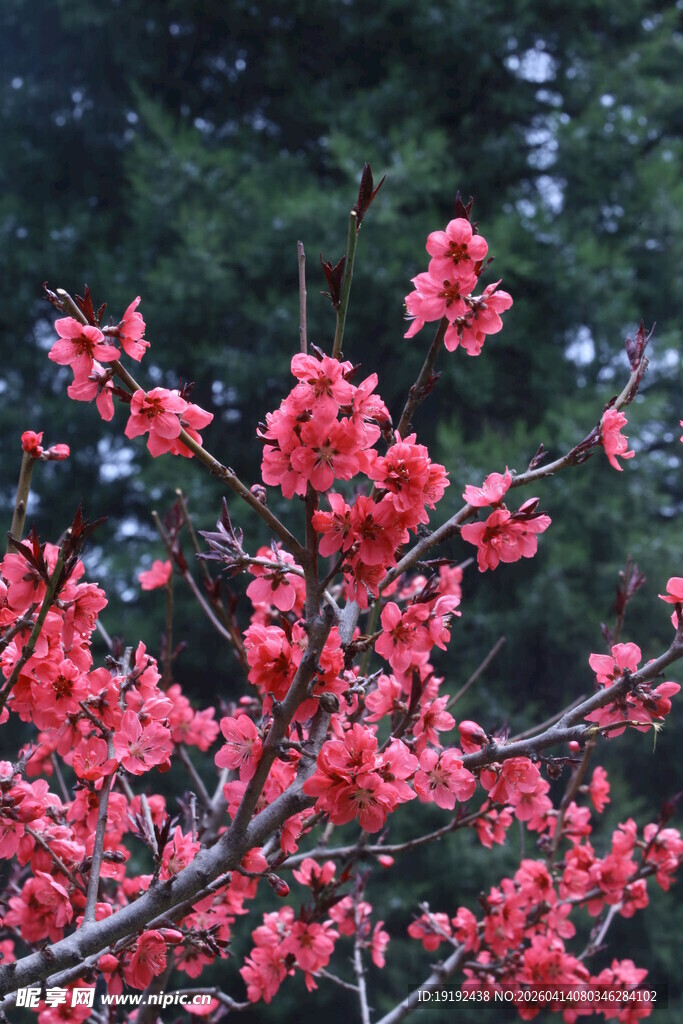 碧桃花  