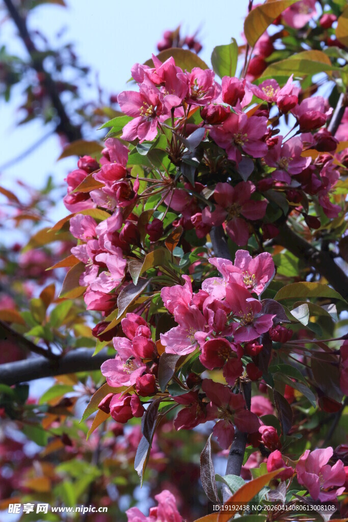 海棠花 