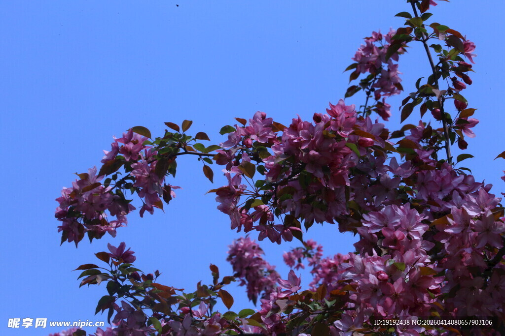 海棠花  