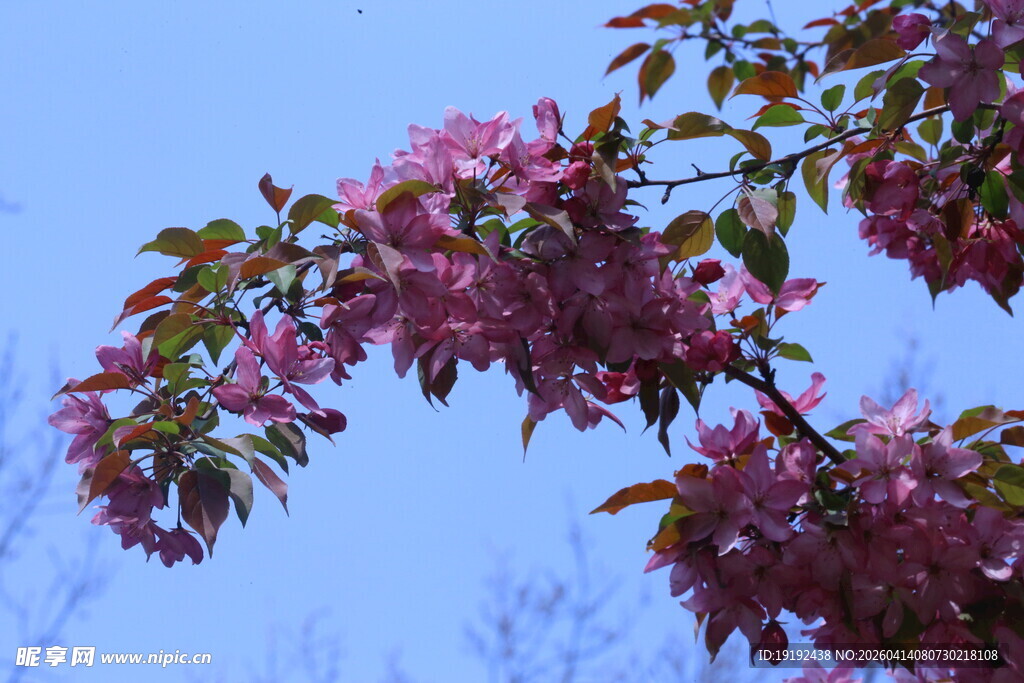 海棠花 