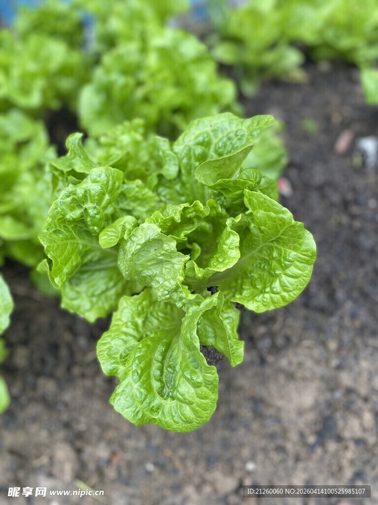 嫩绿生菜生长于泥土间