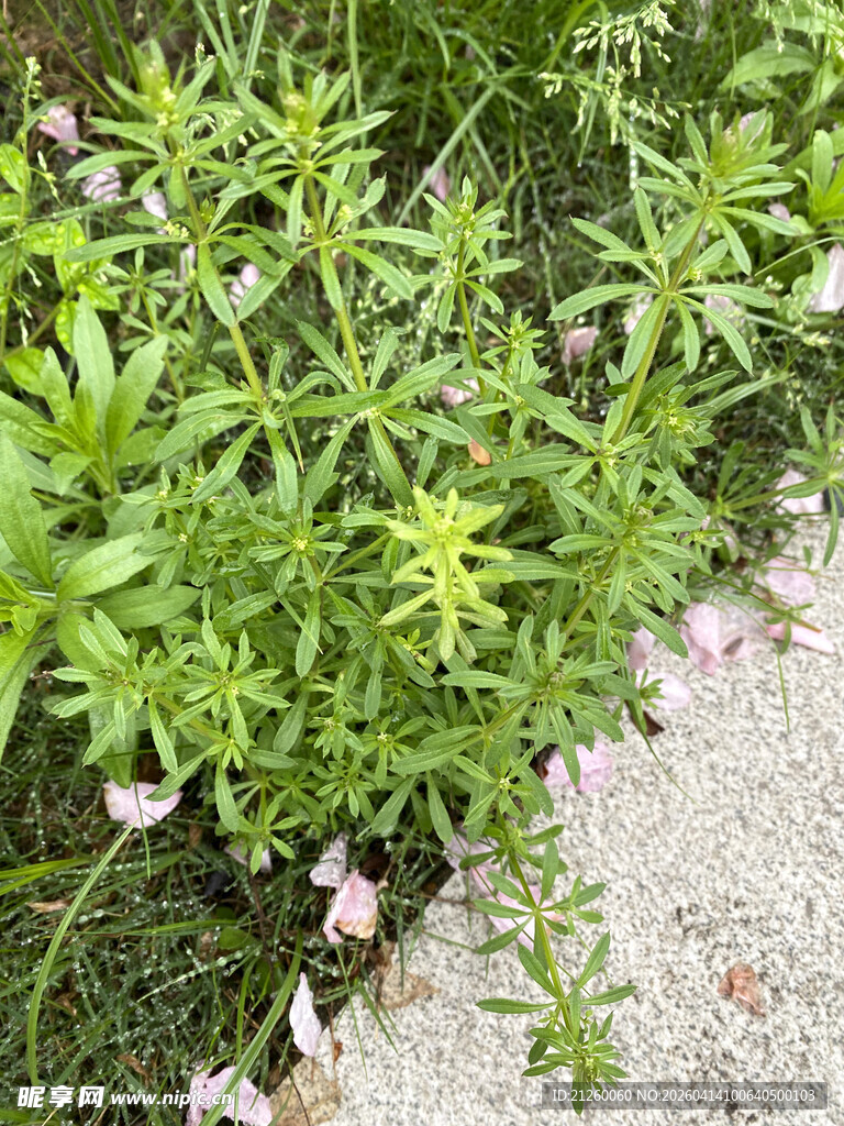 绿叶丛中绽放的粉色小花