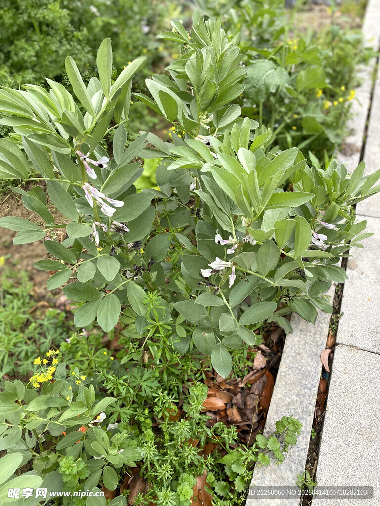 绿叶白花的蓬勃植物