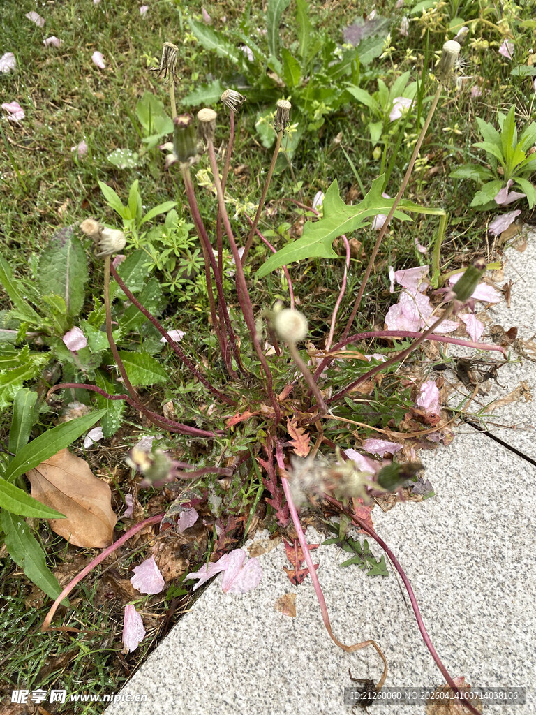 地面上的枯萎植物与花瓣