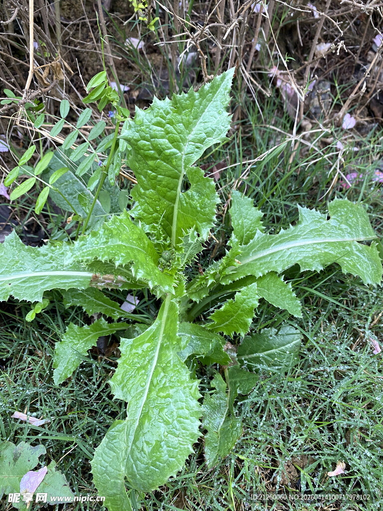 野外生长的绿色阔叶植物