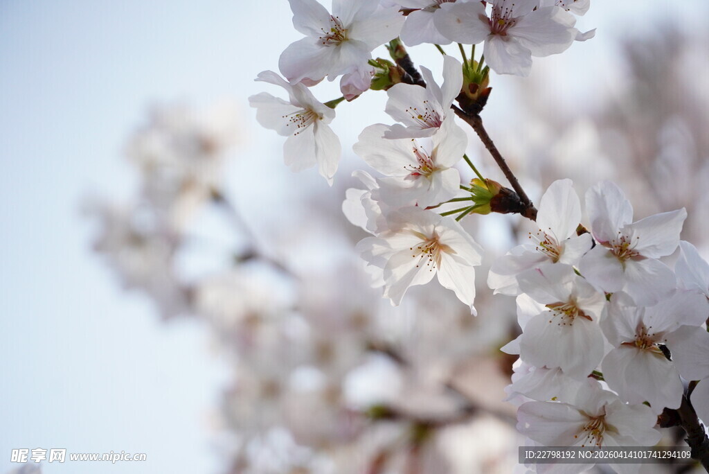 枝头绽放的洁白樱花