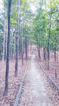 林荫小道
