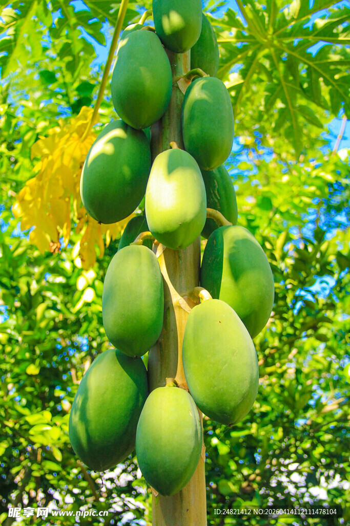 树上挂着的青木瓜