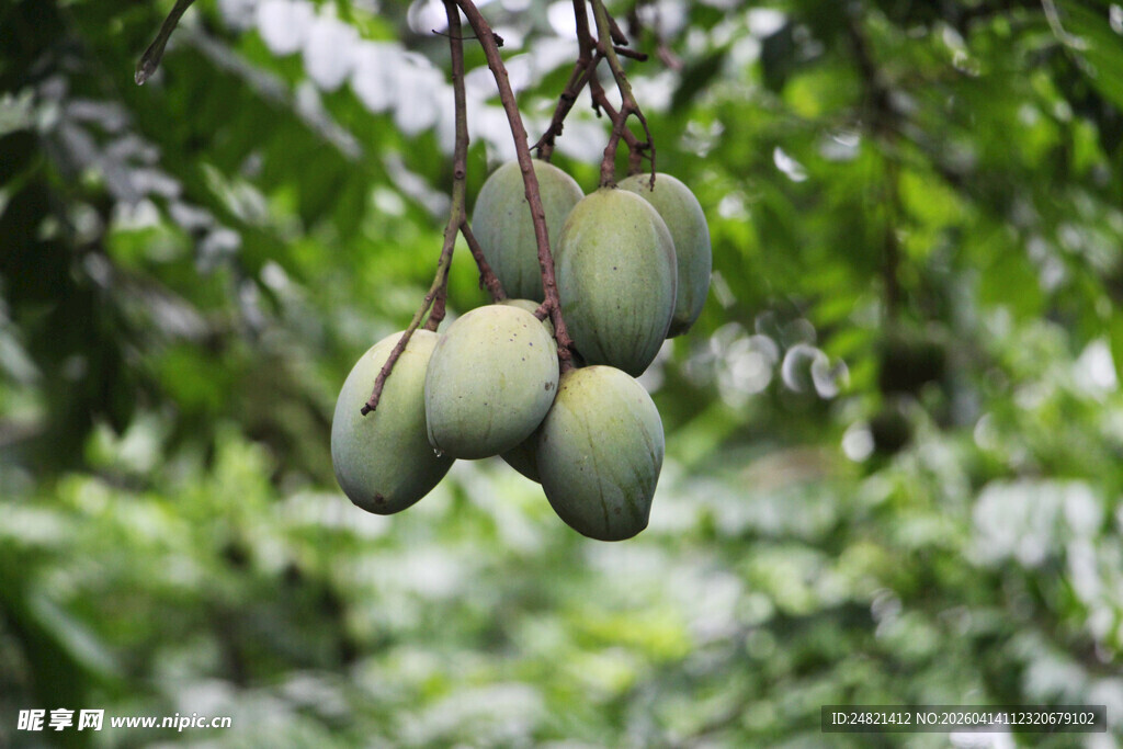 枝头挂着的青芒果