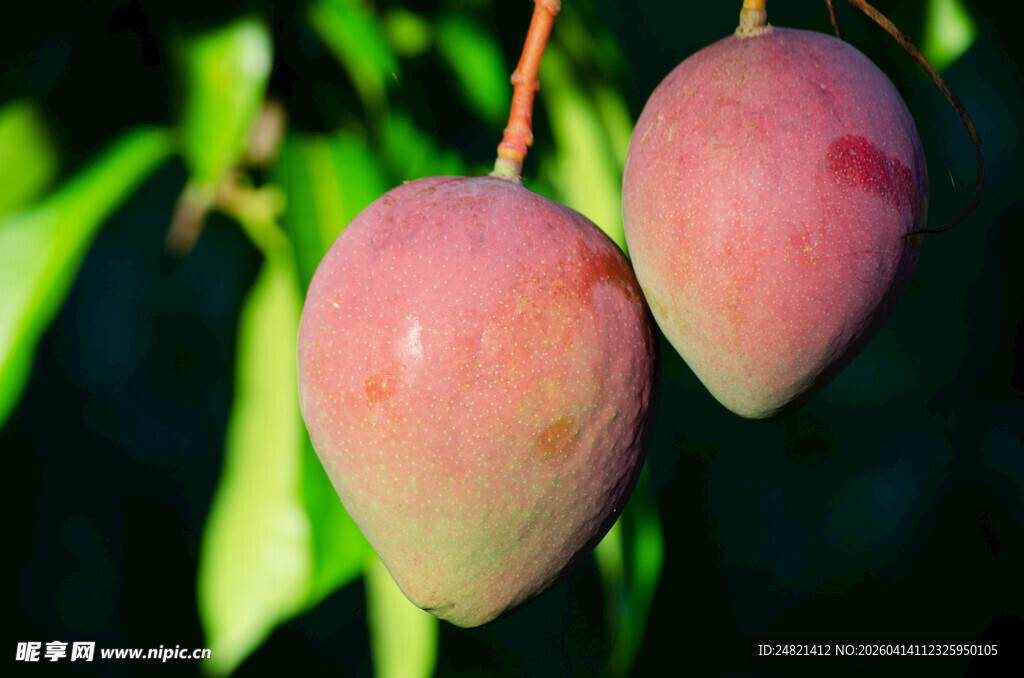 枝头双挂的鲜嫩桃子