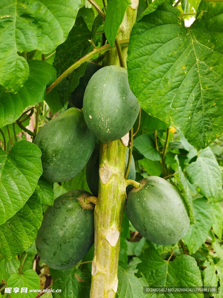 木瓜挂于枝间绿意浓